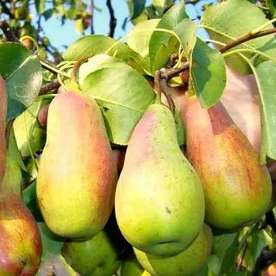 Груша "Червнева Лепотіка"