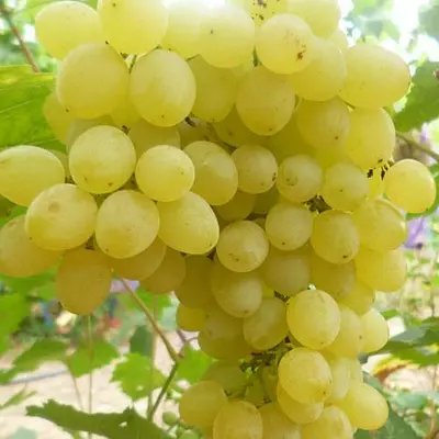Виноград "Кишмиш Цитронний"