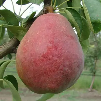 Груша "Киргизька" (ЗКС)