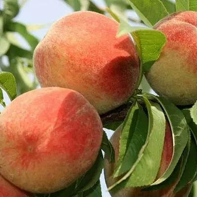 Персик "Рубіновий Принц"