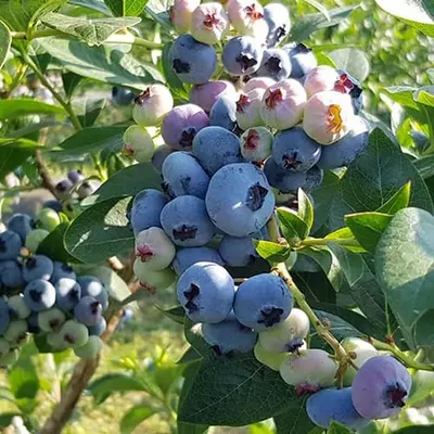 Лохина "Чендлер", 4-річна