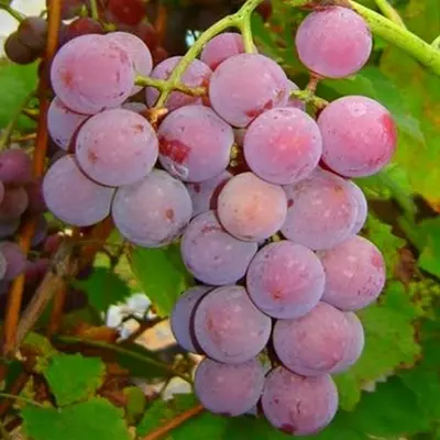 Виноград "Лідія"