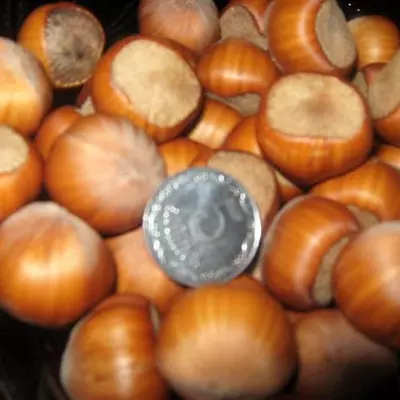 Фундук "Трапезунд" 2 - річний