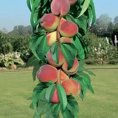 Персик "Штайнберг"