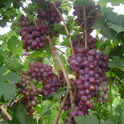 Виноград "Вікторія"