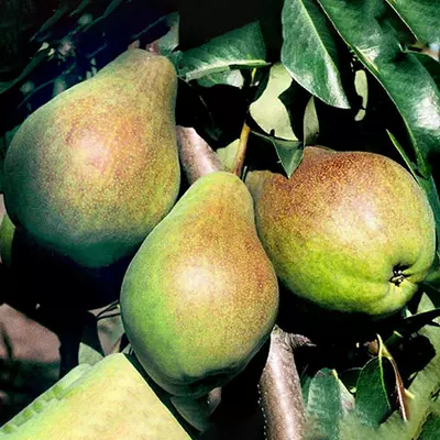 Груша "Радуга"