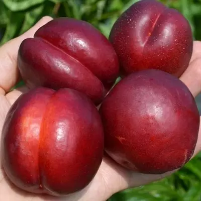 Персик "Бургунді"