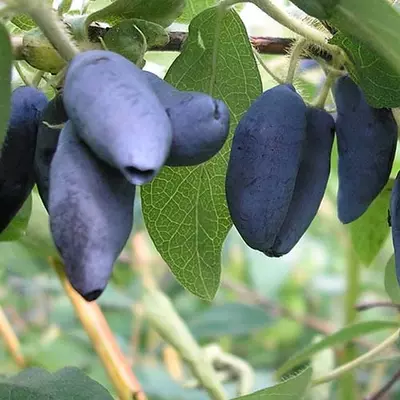 Жимолость "Каріна"