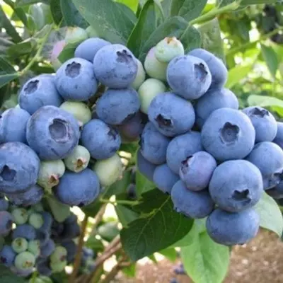 Лохина "Бонус", 3 річна