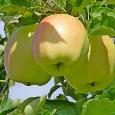 Яблуня "Сапфір"