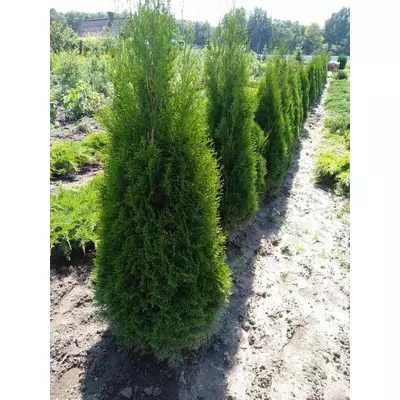 Туя Смарагд 2м