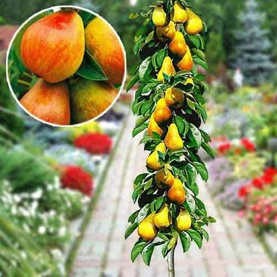 Груша "Сапфіра"