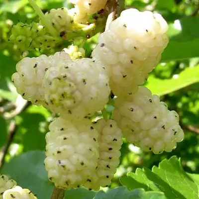 Шовковиця "Медова"