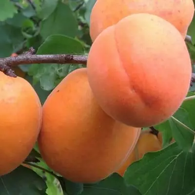 Абрикос "Медіабель"