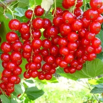 Порічка "Йонкер Ван Тетс"