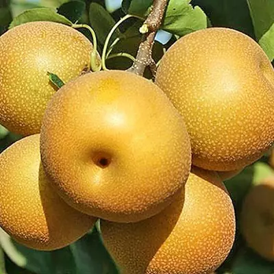 Груша "Іншу"