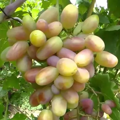 Виноград "Віктор"