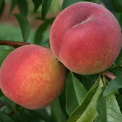 Персик "Адріатіка"