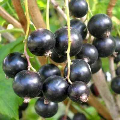 Смородина "Перун"