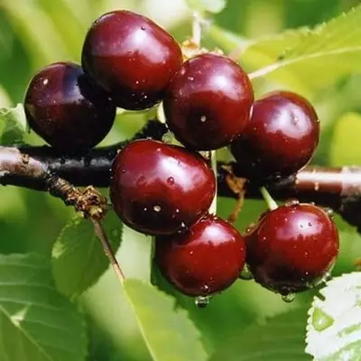 Вишня "Чудо-вишня"