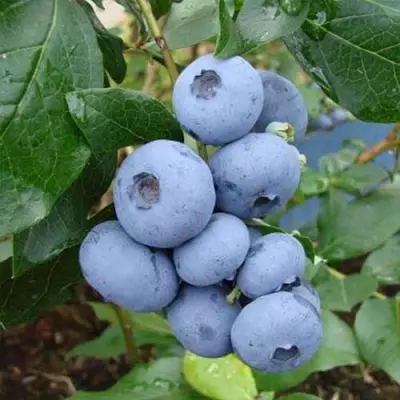 Лохина "Денис Блю", 3-річна