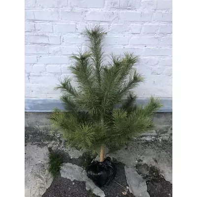 Сосна кримська, 150 см