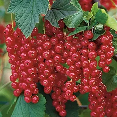 Порічка "Замок Хаутона"