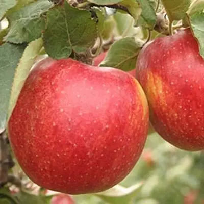 Яблуня "Джонаголд"