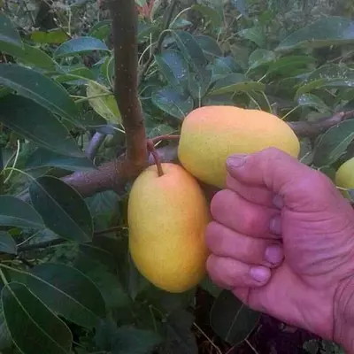 Груша "Скороспелка із Треву"