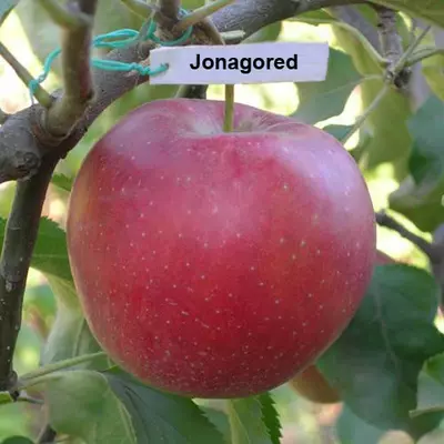 Яблуня "Джонагоред "