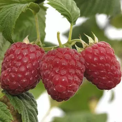 Малина "Гусар"