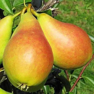 Груша "Ізольда"