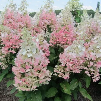 Гортензія Конфеті метельчаста