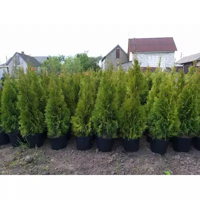 Туя Смарагд 1м