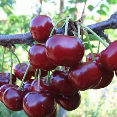 Вишня "Подбельська"