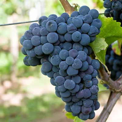 Виноград "Каберне Кароль"