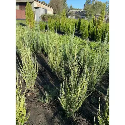 Ялівець Блу Роу (Blue Row), висота 1.2 м