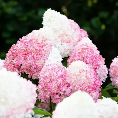 Гортензія Pink Rose