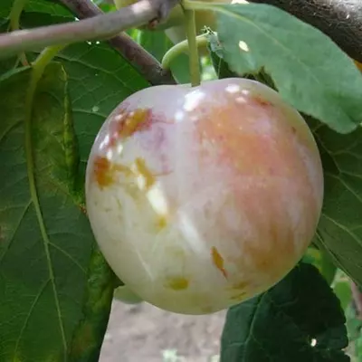 Слива "Ренклод Альтана"